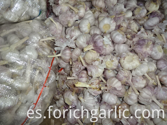 Normal White Garlic In Mesh Bag